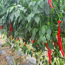 2025년 고추가루 고춧가루 시세 가격 판매 1근